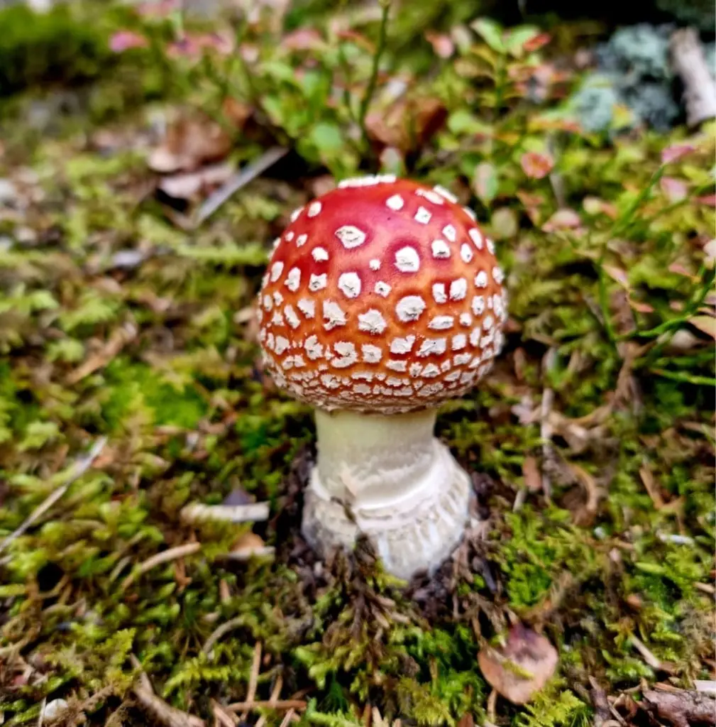 Microdosing Amanita Muscaria
