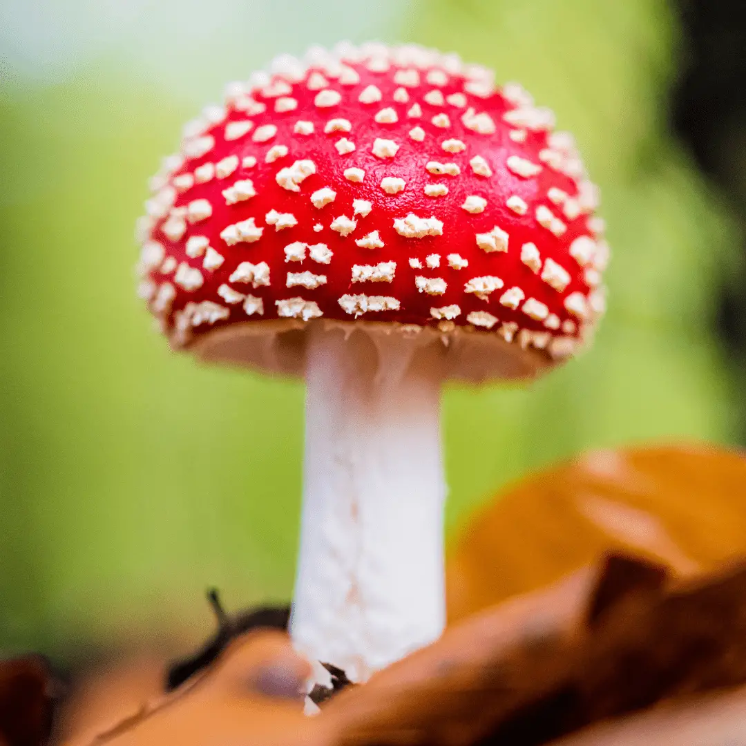 Benefits of Microdosing Amanita Muscaria