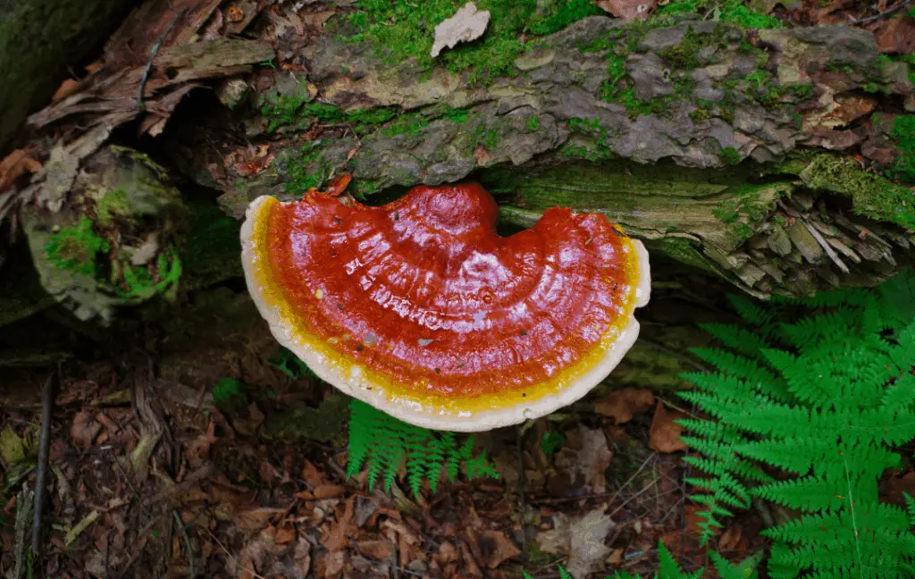 Reishi Mushroom on a tree