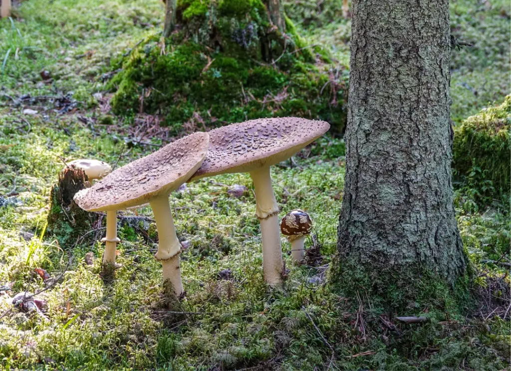 Amanita Regalis Can Boost the Immune System
