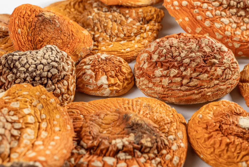 Guide to Amanita Muscaria Dosage