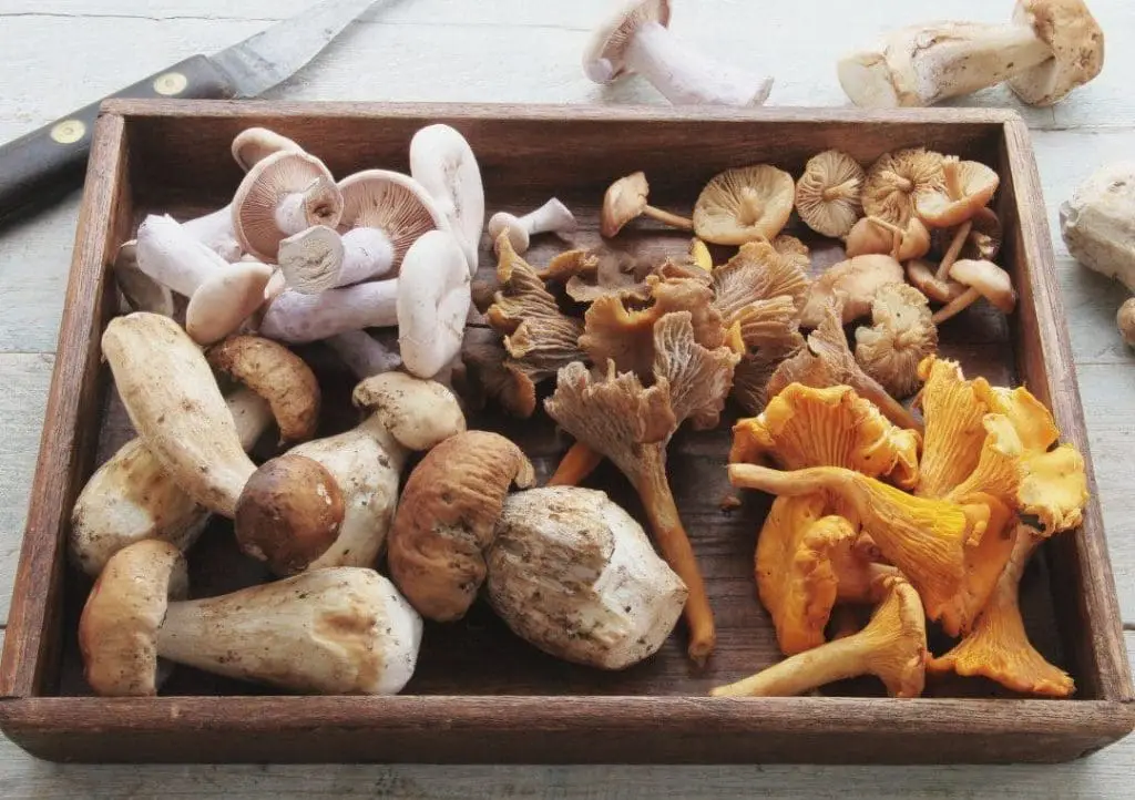 What are functional mushrooms?