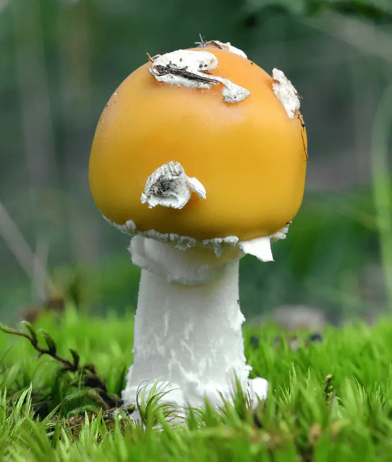 Amanita Gemmata muscimol