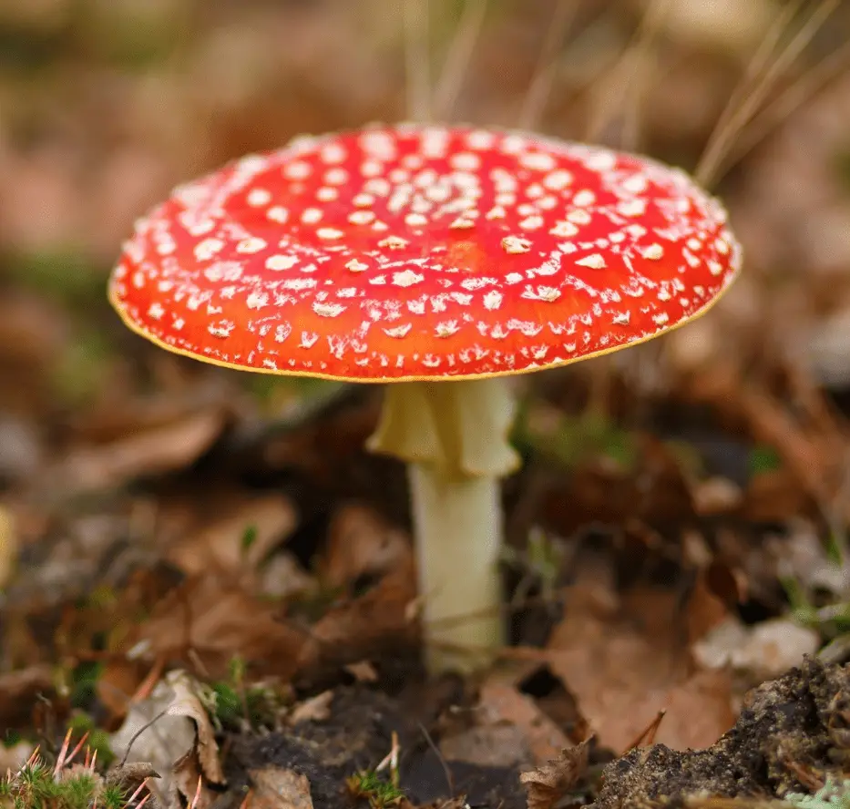 Amanita Muscaria is known for muscimol