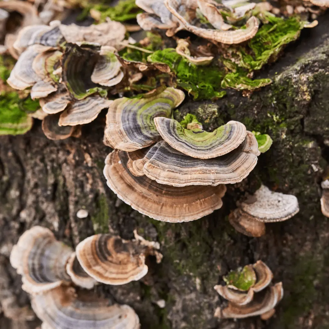 Effects and Benefits of Turkey Tail Mushrooms