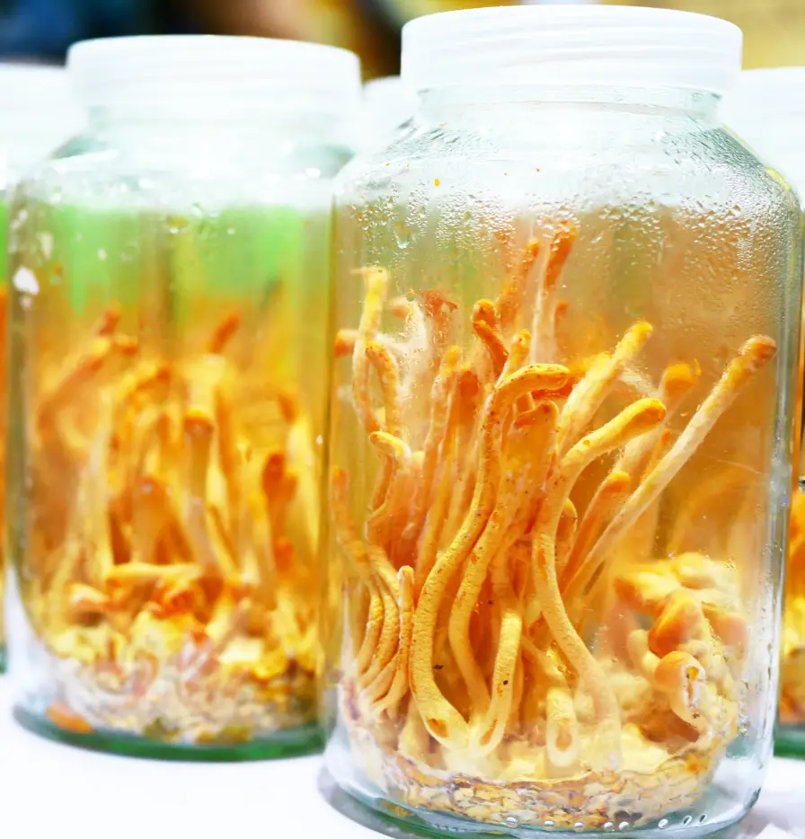Cordyceps mushrooms in a jar