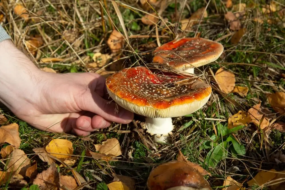 Guide to Microdosing Amanita Muscaria Extract