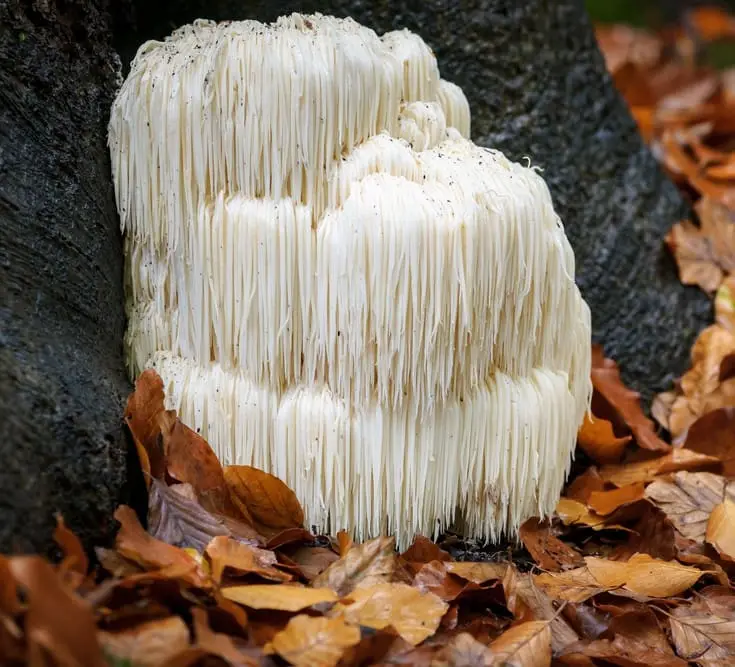 Lion's Mane mushroom growing in the wild