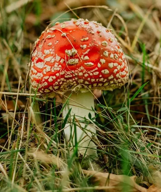Amanita Muscaria mushroom
