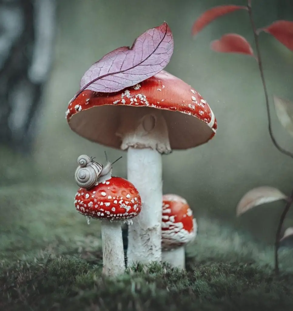 Can You Develop a Tolerance for Amanita Muscaria?
