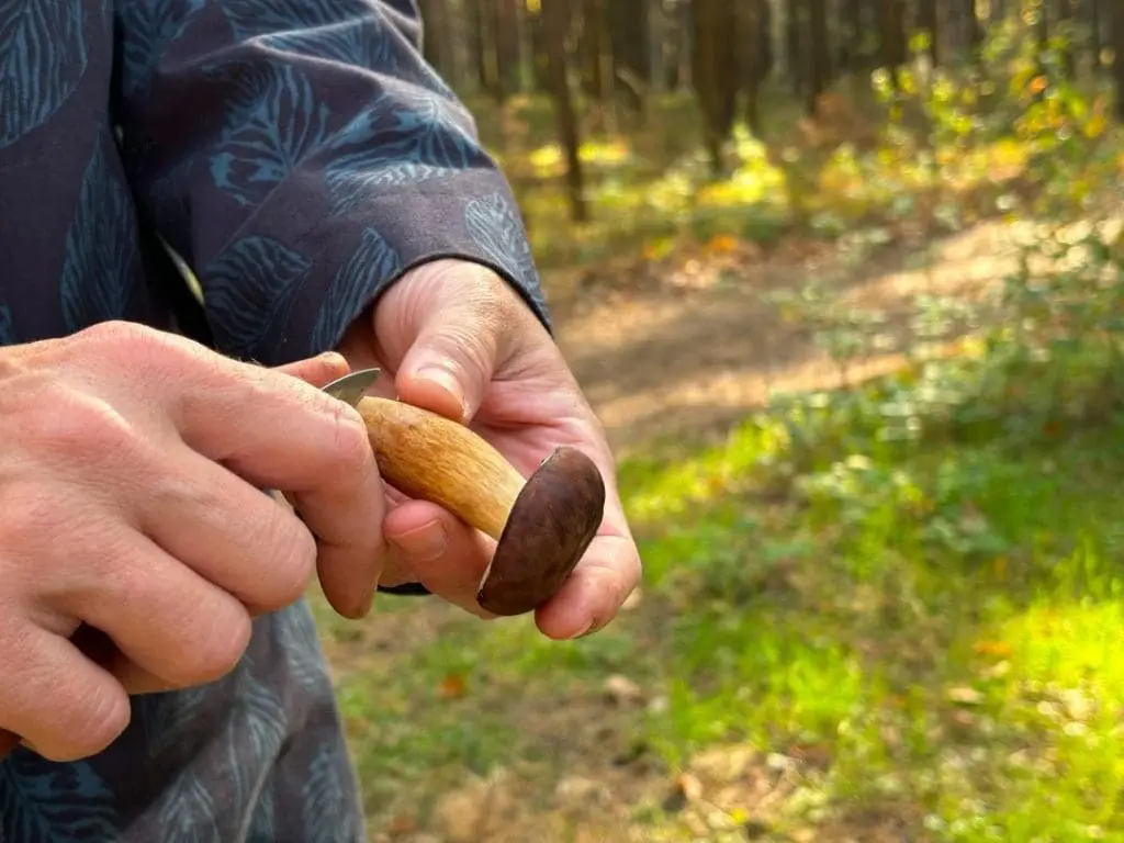 How to Clean and Dry Wild Mushrooms